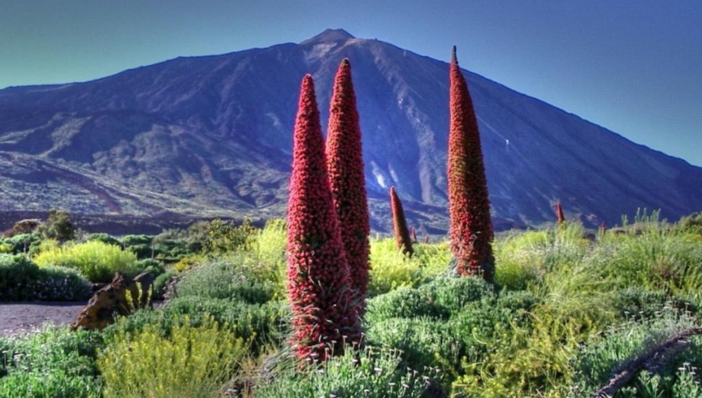 Marody Tenerife House エル・メダノ エクステリア 写真
